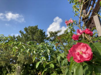 �����񍐎ʐ^